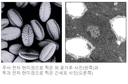 주사 전자 현미경으로 찍은 파 꽃가루 사진(왼쪽)과투과 전자 현미경으로 찍은 간세포 사진(오른쪽)